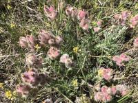 Media resource of Oxytropis lagopus
